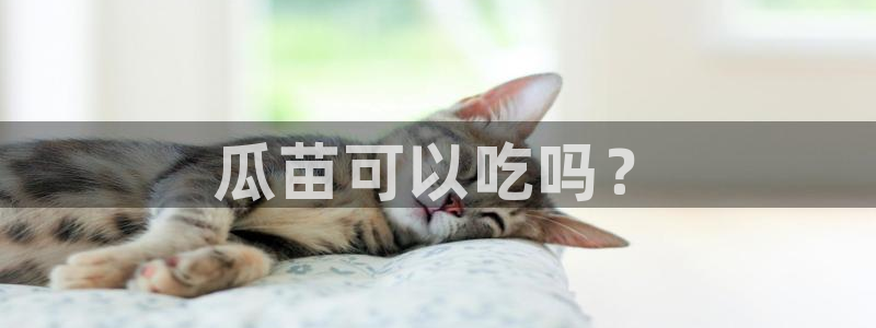 吃瓜是什么意思