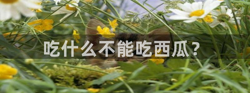 718.sⅹ 吃瓜:吃什么不能吃西瓜?